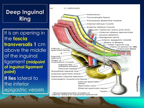 inguinal ligament and inguinal canal